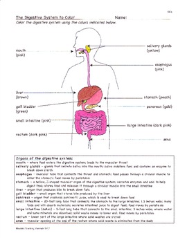 Digestion: Digestive System... by Bluebird Teaching Materials ...