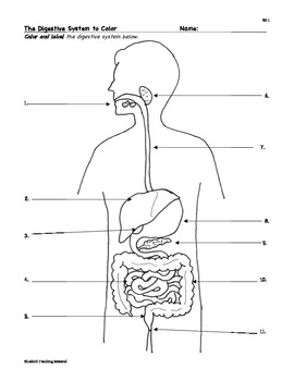 Digestion: Digestive System... by Bluebird Teaching Materials ...