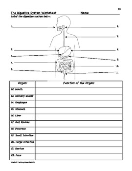Digestion: Digestive System Facts, Color, Worksheet, & Quiz Sf-1