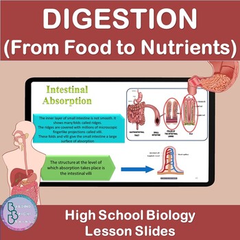 Preview of Digestion From food to nutrients | PowerPoint Lesson Slides High School Biology