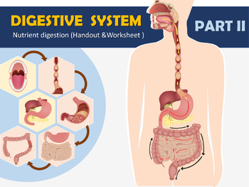 Preview of Nutrient digestion in digestive tract (Handout & Worksheet)!!!!