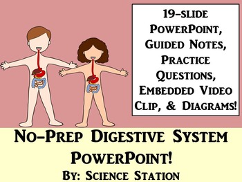 Preview of Digestive System