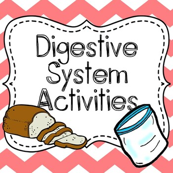 Preview of Digestive System Experiment, Digestive System Lab