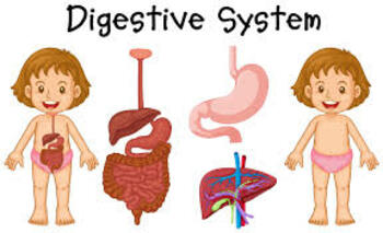 Preview of Digestive System