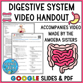 Preview of Digestive System Amoeba Sisters Video Handout