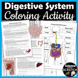 Digestive System Anatomy Activity and Coloring Packet