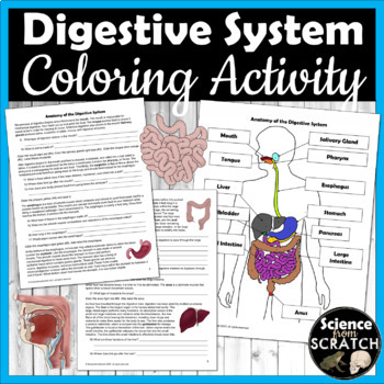 Preview of Digestive System Anatomy Activity and Coloring Packet