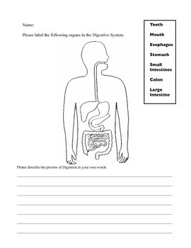 Preview of Digestive System Assessment