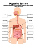 Digestive System Basics