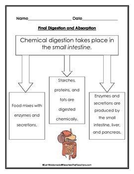 Digestive System: Chemical Digestion Graphic Organizer by Lori Maldonado