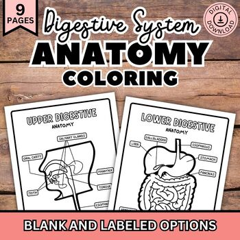 Preview of Digestive System Coloring Pages, Biology Science Activity Printable Diagrams