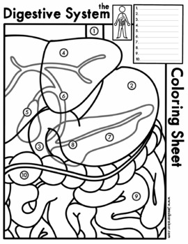 Preview of Digestive System Labelled Coloring Sheet and Study Guide