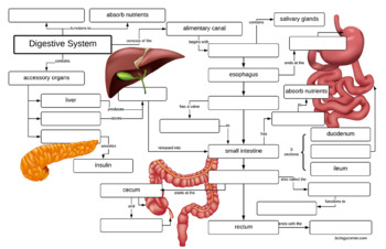 Digestive System Concept Map Answers Digestive System Concept Map (KEY) by Biologycorner | TpT