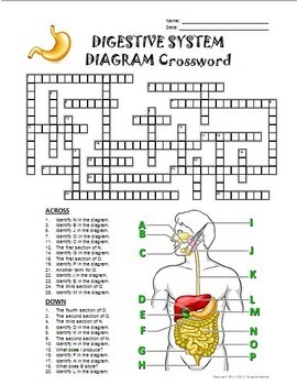Digestive System Crossword with Diagram Editable by Tangstar Science