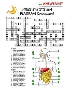 Digestive System Crossword with Diagram Editable by Tangstar Science