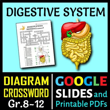 Preview of Digestive System Crossword with Diagram | Printable & Distance Learning Options