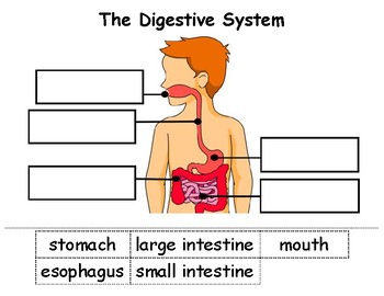 Preview of Digestive System - Cut & Paste