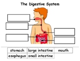 Digestive System - Cut & Paste