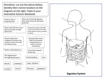 Preview of Digestive System Diagram