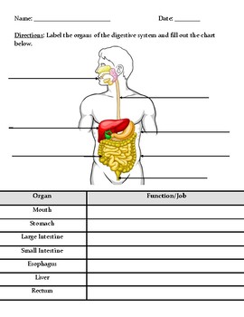 Digestive System Diagram by Paul C | Teachers Pay Teachers