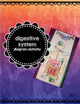 Preview of Digestive System Diagram Activity