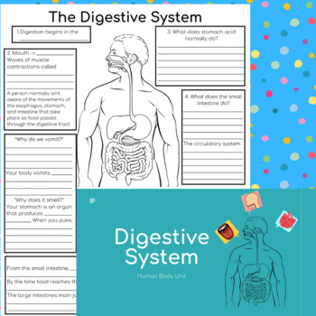 Preview of Digestive System Diagram Bundle