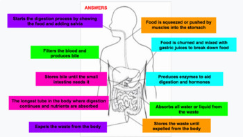 Digestive System Diagram Drag and Drop Google Slides by Ashley Tyndall