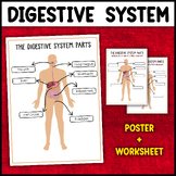 Digestive System Diagram ( POSTER + WORKSHEET) Parts of Di