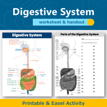 Preview of Digestive System Diagram Worksheet and Handout | Human Body Systems