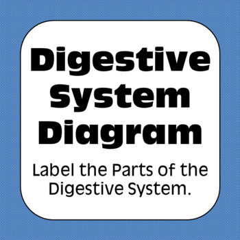 Preview of Human Digestive System Diagrams Coloring Matching Labeling Assessment Worksheets