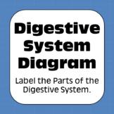 Human Digestive System Diagrams Coloring Matching Labeling