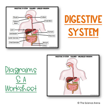 digestive system labeled model