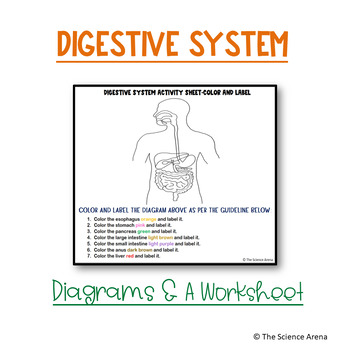 digestive system diagram for kids to label