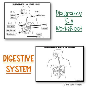 digestive system diagram for kids worksheet