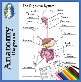 Human Digestive System - Diagram, Full Process (with Flow chart)
