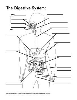 digestive system no labels for kids