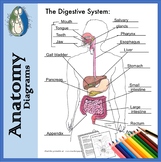 Digestive System Diagrams for Coloring/Labeling, with Refe
