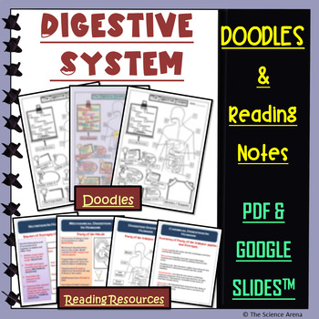 Preview of Digestive System Doodle | Science Doodles | Graphic Organizer, Reading Passages