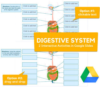 Preview of Digestive System - Drag-and-drop, labeling activities in Google Slides 