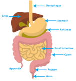 Digestive System - Elevate Science (Grade 4)
