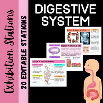 Preview of Digestive System: Exhibition Stations