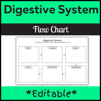 Digestive System Flow Chart