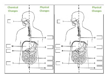 Preview of Digestive System Foldable