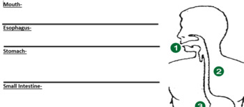 Preview of Digestive System Foldable Graphic Organizer