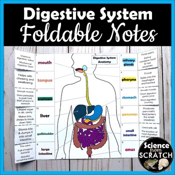 Preview of Digestive System Foldable Doodle Notes