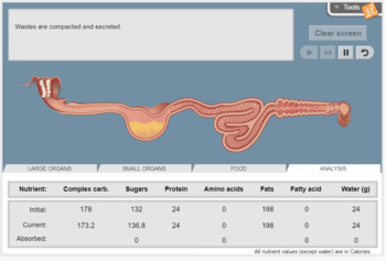 Preview of Digestive System Gizmo