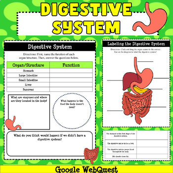 Preview of Digestive System Google WebQuest