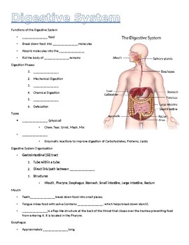 Preview of Digestive System Guided Notes