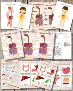 Preview of Digestive System Human Anatomy Kids Activities Montessori 3-Part Cards Science