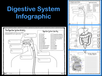 Preview of Digestive System Infographic